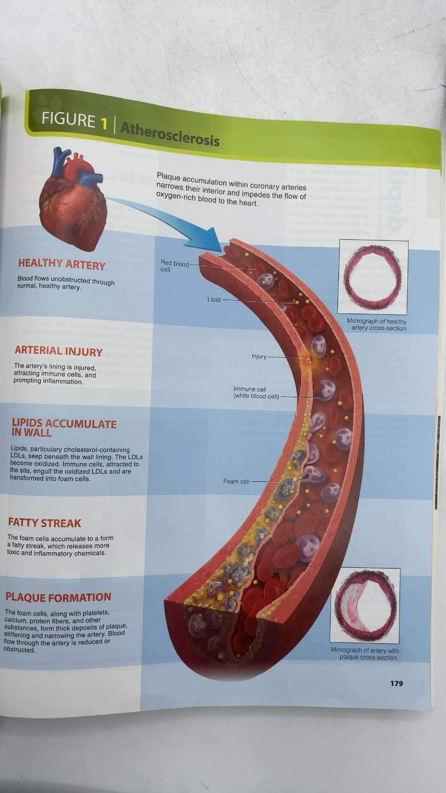 Nutrition: An Applied Approach by Janice Thompson, Melinda Manore - additional view