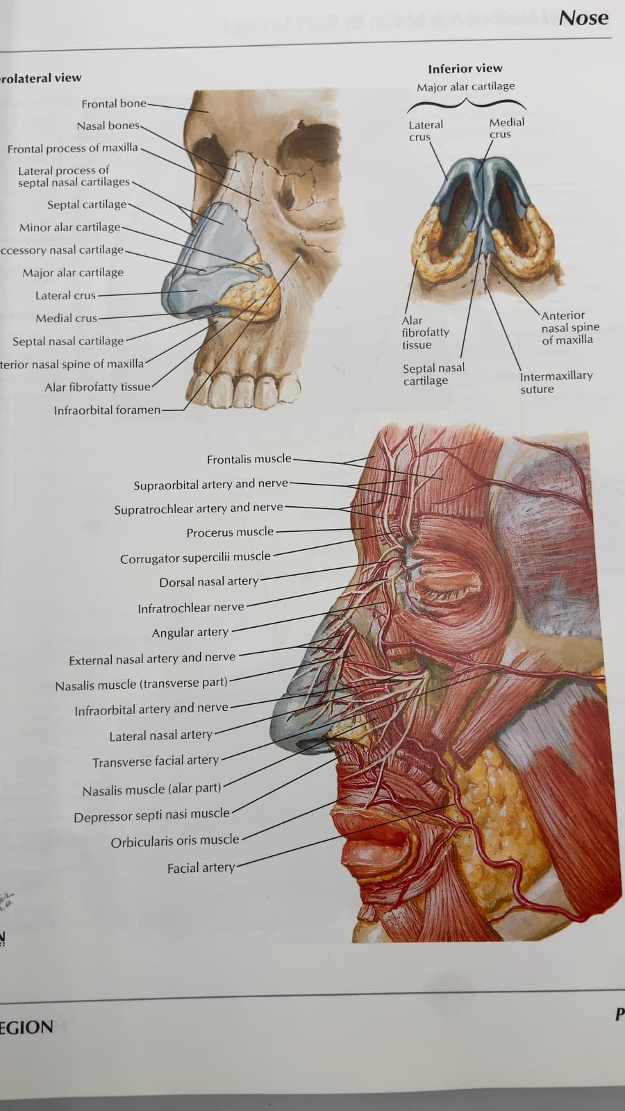 Atlas of Human Anatomy by Frank H. Netter, M.D. - additional view