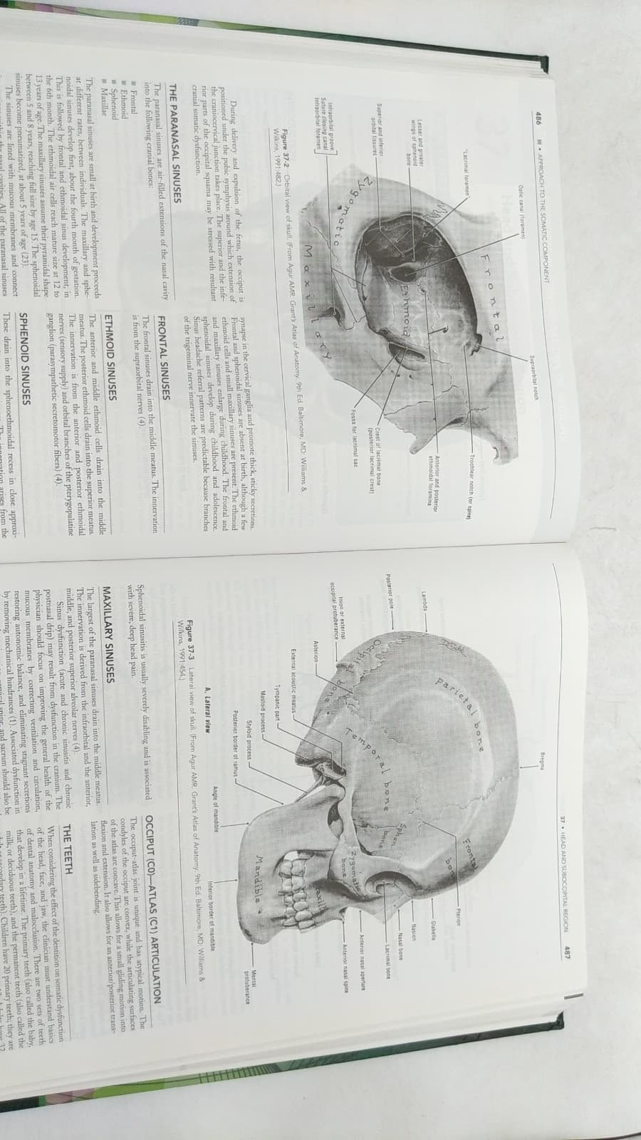 Foundations of Osteopathic Medicine by Anthony G. Chila - additional view