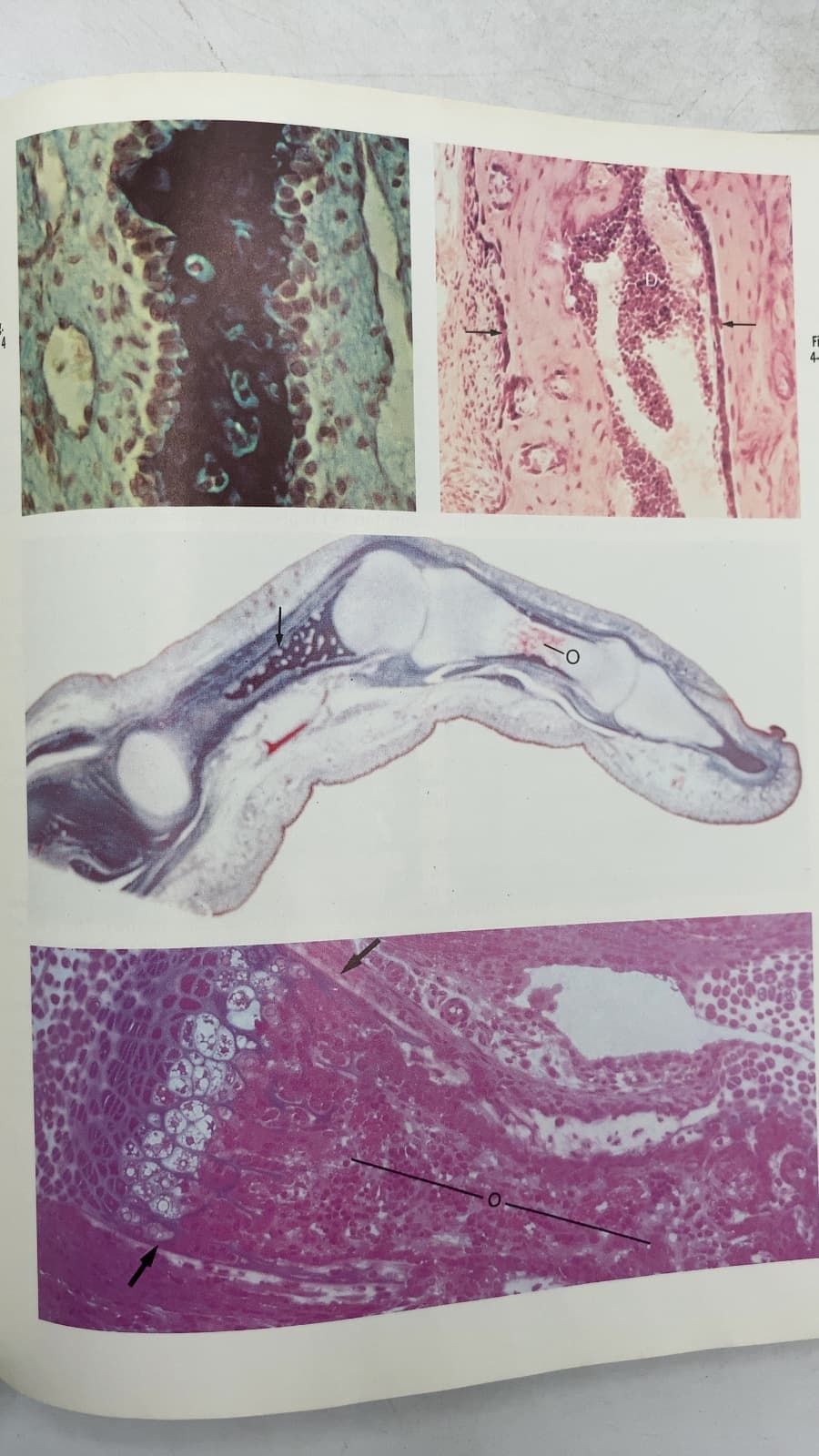 Atlas of Histology by C. Roland Leeson, Thomas S. Leeson, Anthony A. Paparo - additional view