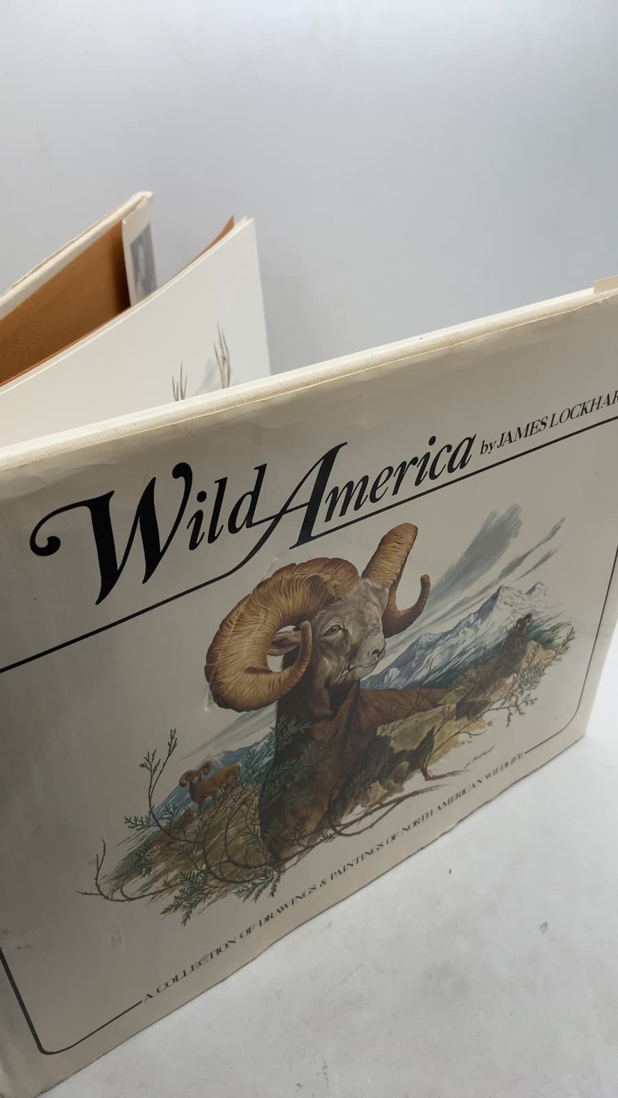 Wild America